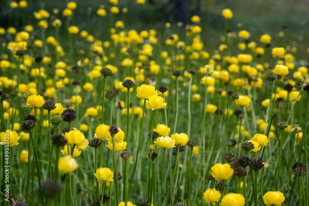 Close up view of a mountain meadow overgrown with yellow wild peonies Close up view of a mountain meadow overgrown with yellow wild peonies
