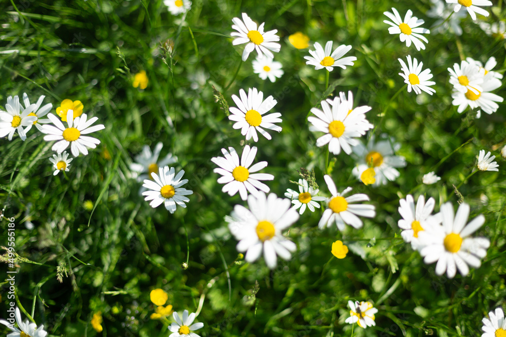 Fototapeta premium A field with colourful chamomile flowers. Spring background