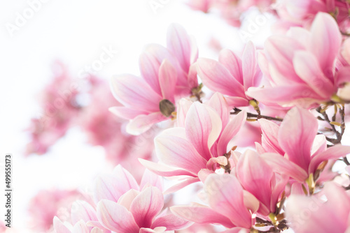 Fototapeta Naklejka Na Ścianę i Meble -  Blooming branch of magnolia tree in spring time