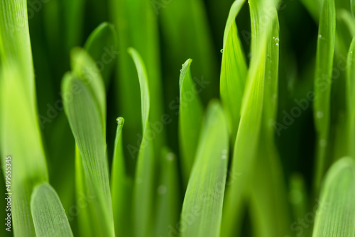 Green grass with dew drops closeup. Spring nature background.