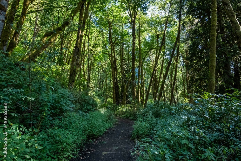 Fototapeta premium A gorgeous view of the landscape in Ike Kinswa SP, Washington