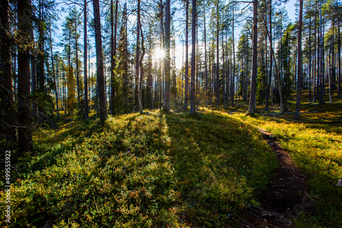 Autumn landscape in Yllas Pallastunturi National Park, Lapland, Finland © Alberto Gonzalez 