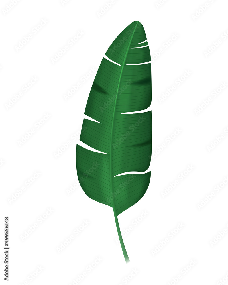 Banana leaf leaf, Tropical leaf. Vector illustration in 3D realistic style, isolated on white background Banana leaf leaf, Tropical leaf. Vector illustration in 3D realistic style, isolated on white background