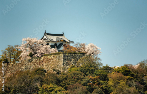滋賀県彦根市の国宝彦根城と桜咲く春景色