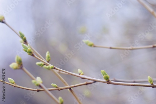Closeup nature photography. Tree with new green leaves in spring time. Fresh air, good weather. Abstract nature background