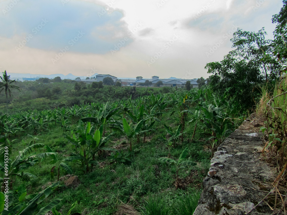 Banana garden from the top of the hill Banana garden from the top of the hill