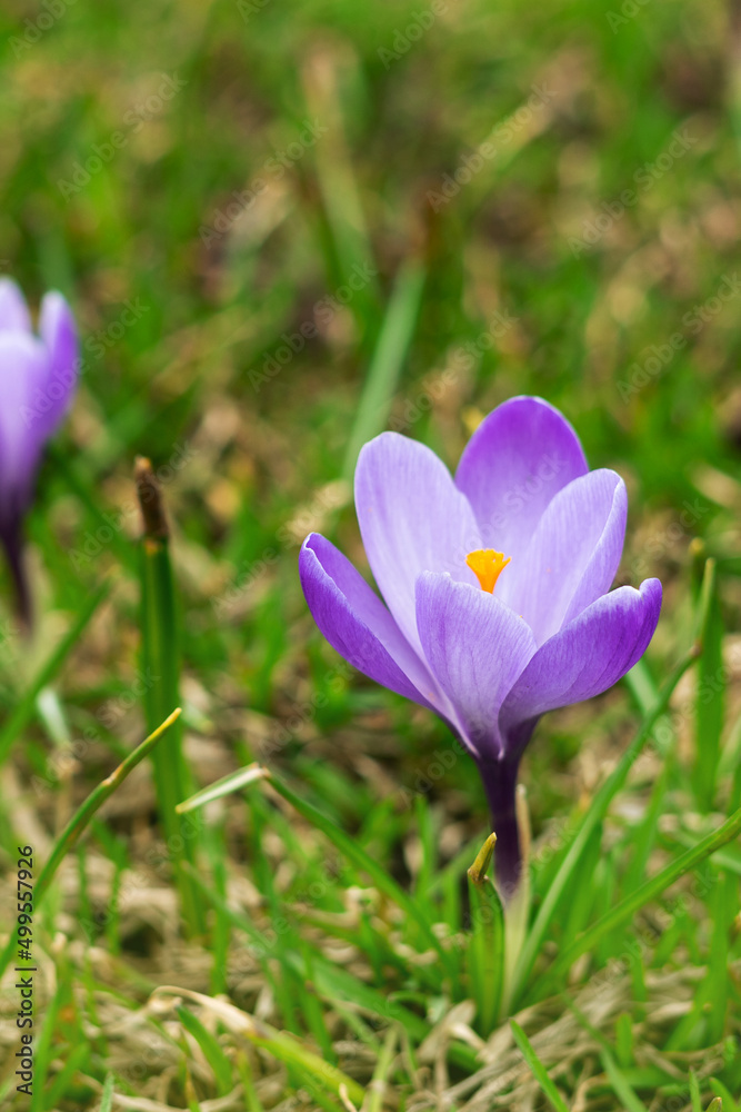 Purple blooming crocuses in a clearing closeup. Beautiful flowers in a flowerbed in the park Purple blooming crocuses in a clearing closeup. Beautiful flowers in a flowerbed in the park
