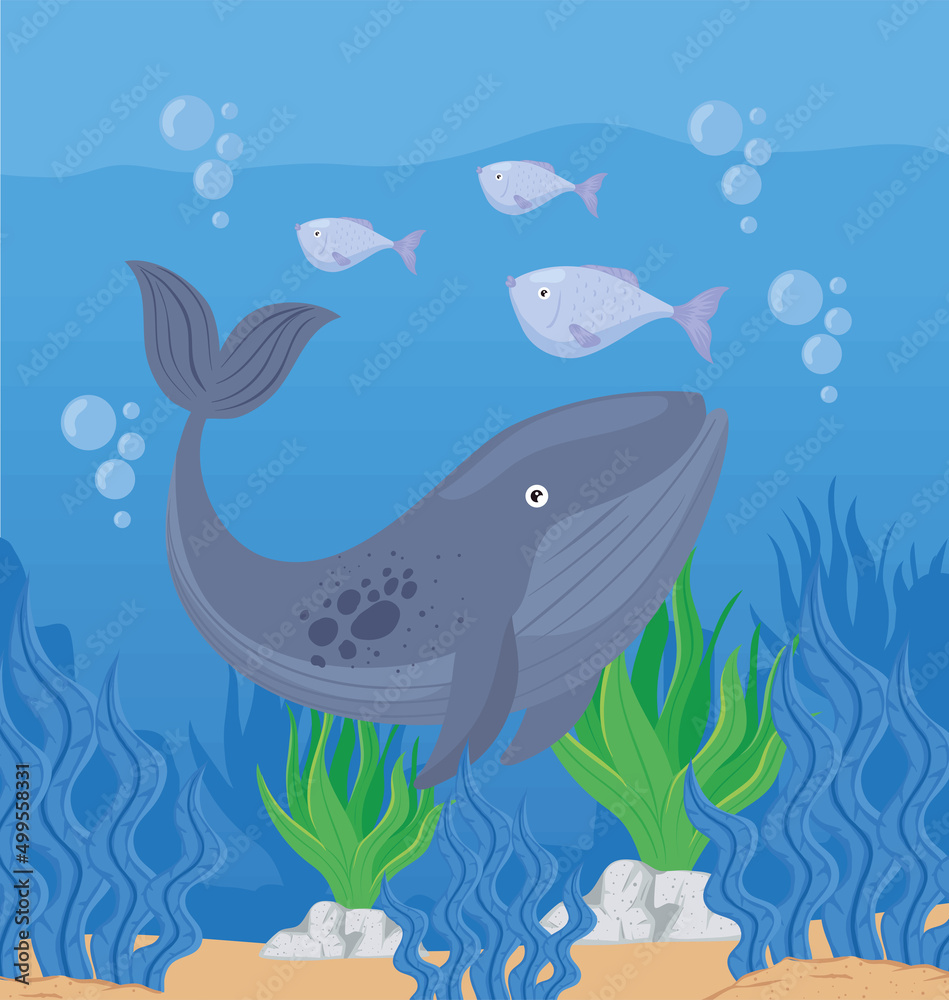 whale fish swiming undersea
