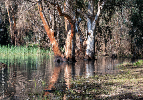 Eucalyptus trees in the water in the lake in a picturesque place. Reflection in the water of trees. photo