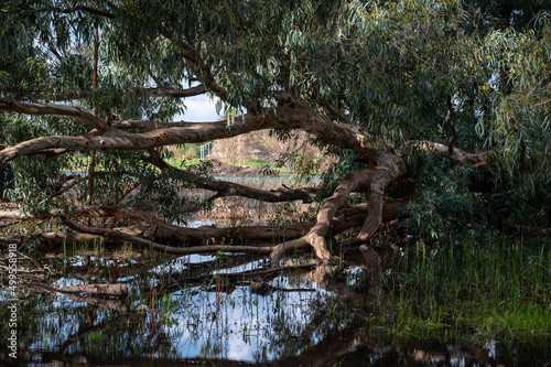 Eucalyptus trees in the water in the lake in a picturesque place. Reflection in the water of trees.
