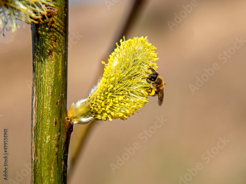 An inflorescence of a shrub plant called Iwa willow, growing by a dirt road near Fasty in Podlasie, Poland in April 2022.