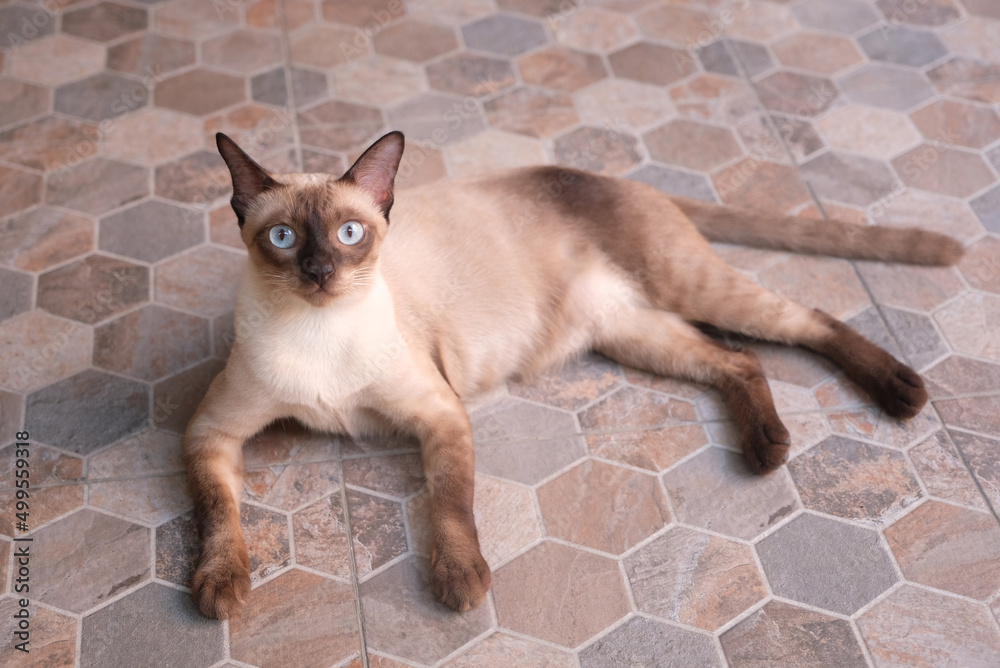 Siamese cat sleeping on the floor with copy space,
