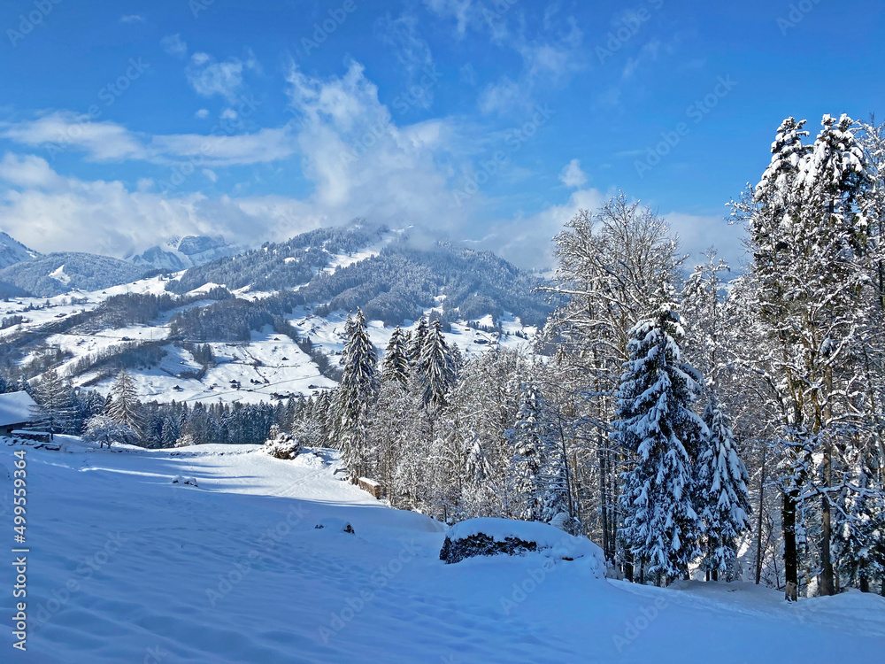 Obraz premium Picturesque canopies of alpine trees in a typical winter atmosphere after the spring snowfall over the Obertoggenburg alpine valley and in the Swiss Alps - Nesslau, Switzerland (Schweiz)