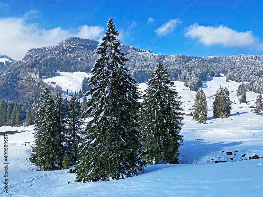 Picturesque canopies of alpine trees in a typical winter atmosphere after the spring snowfall over the Obertoggenburg alpine valley and in the Swiss Alps - Nesslau, Switzerland (Schweiz) Picturesque canopies of alpine trees in a typical winter atmosphere after the spring snowfall over the Obertoggenburg alpine valley and in the Swiss Alps - Nesslau, Switzerland (Schweiz)