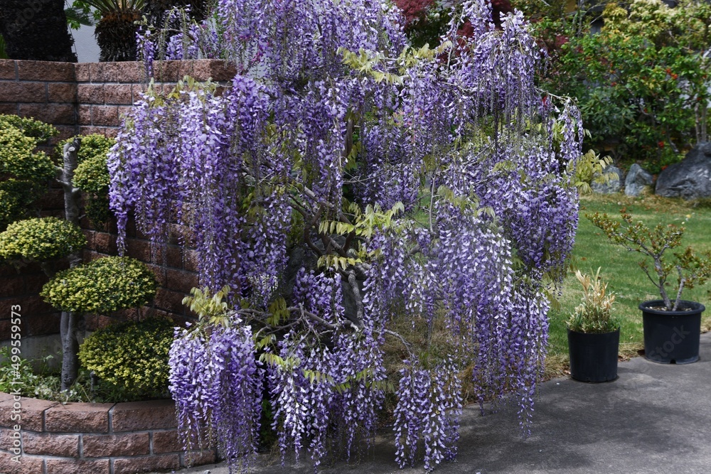 Japanese wisteria. Fabaceae deciduous vine tree. From April to June ...