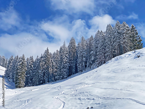 Picturesque canopies of alpine trees in a typical winter atmosphere after the spring snowfall over the Obertoggenburg alpine valley and in the Swiss Alps - Nesslau, Switzerland (Schweiz)