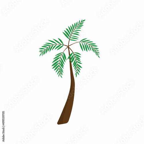 palm tree