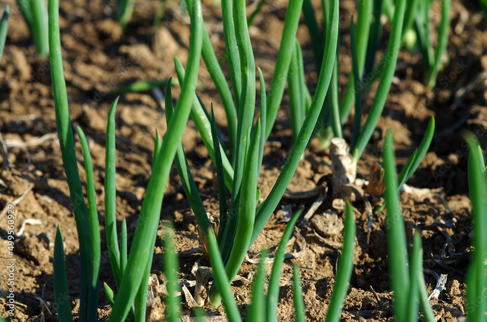 Green onions in the garden Green onions in the garden