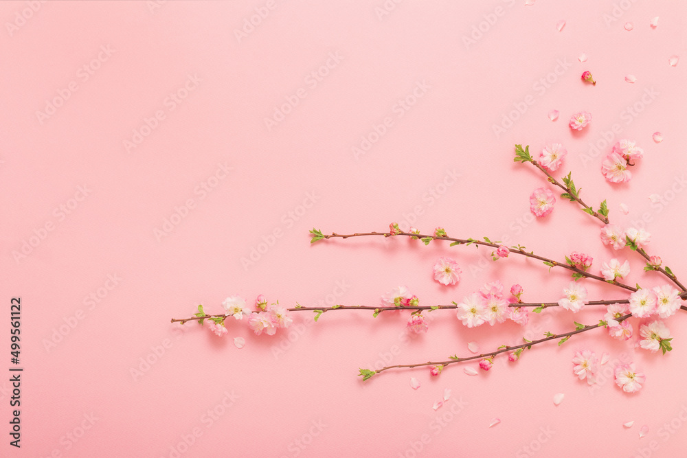 Fototapeta premium branches of blossoming almonds on pink background