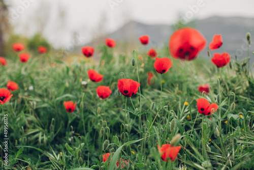 Nature background. Wild red poppies field. Selective focus.