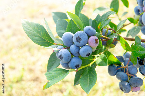 Backlit blueberry bush in the field