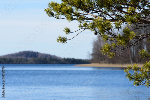 Fototapeta Naklejka Na Ścianę i Meble -  beautiful view of the lake on a nice day with small pine trees and reeds in the distance in spring