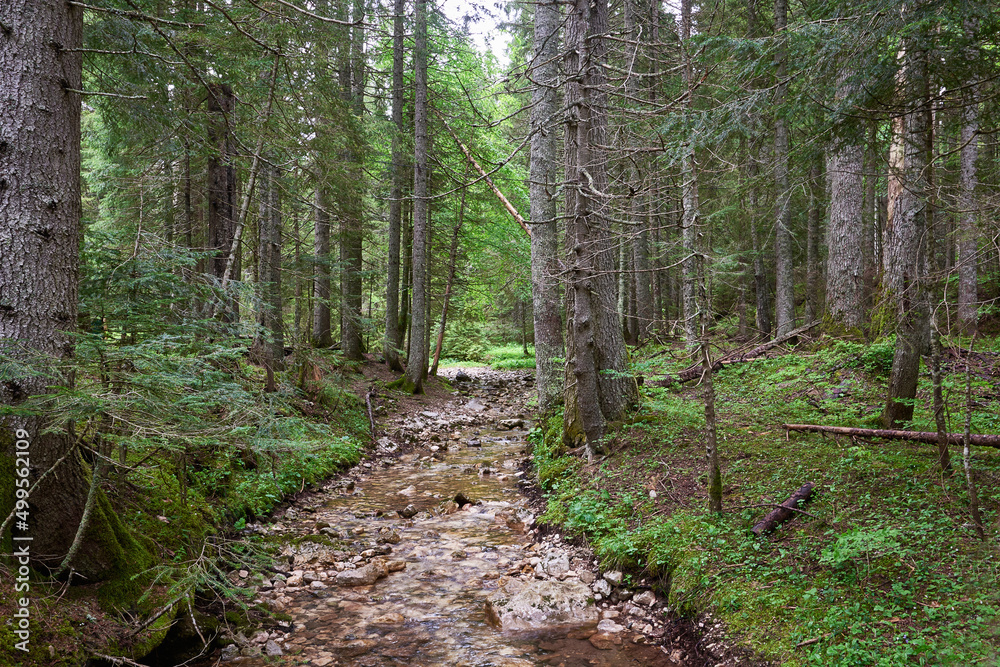 Pine forest. Small river passing through pine forest. Pine forest. Small river passing through pine forest.