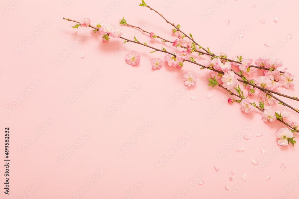 branches of blossoming almonds on pink background