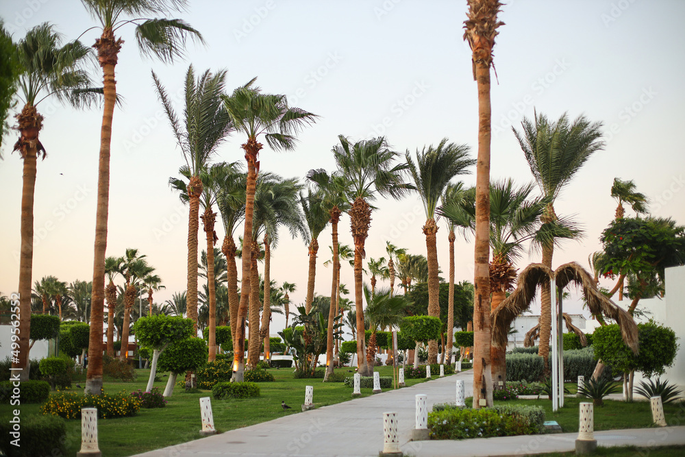 Palm trees on the beach in Egypt on the Red Sea