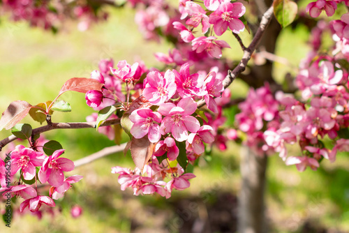 Wallpaper Mural Ornamental apple tree blooming.Crabapple Trees Blooming.Spring season.Paradise Apple.Selective focus Torontodigital.ca