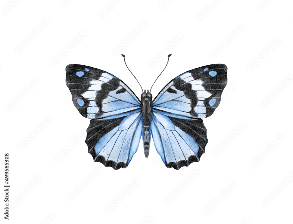 Butterfly watercolour clip art for wedding invitation or greeting cards Butterfly watercolour clip art for wedding invitation or greeting cards