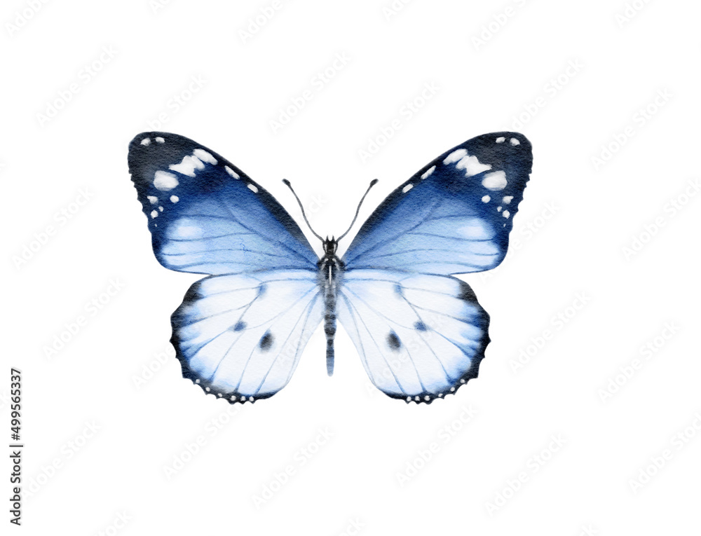 Butterfly watercolour clip art for wedding invitation or greeting cards Butterfly watercolour clip art for wedding invitation or greeting cards