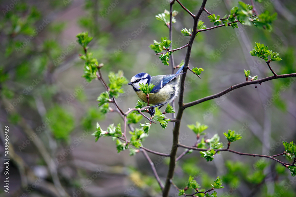 Obraz premium Bluetit perched in a tree