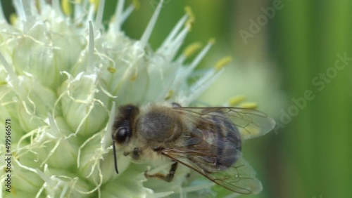 Close-up honey bee pollinates a flowering onion. A bee sits on a white flower and collects nectar and pollen. Macro shot with blurred background.