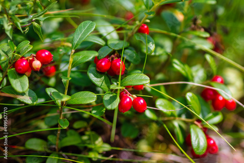 Bush of a ripe cowberry in forest. Ripe red lingonberry, partridgeberry, or cowberry grows in pine forest. Shallow depth of field.