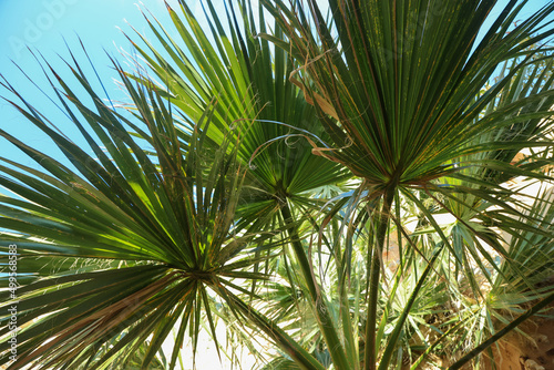 Iluminated Washingtonia filifera  California fan palm leaves against blue sky in medieval fortress village Monemvasia. Eco tropic background