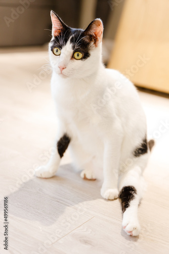 Black and white cat with big yellow eyes