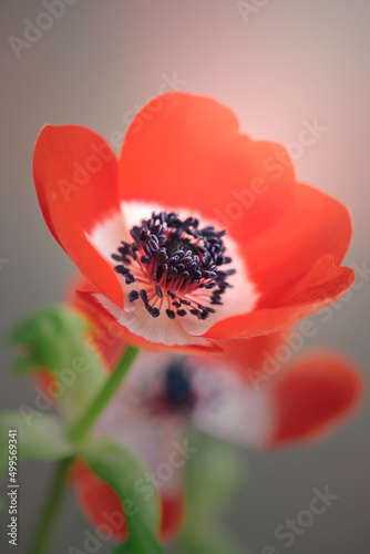 Piękny zawilec japoński. Kolorowe kwiaty anemonów kwitnących latem w ogrodzie. Rośliny ozdobne. Delikatne płatki zawilca. Rozmyte pastelowe tło. 