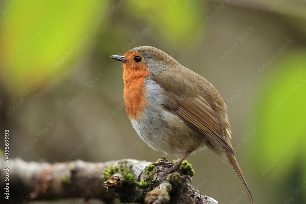 robin on a branch robin on a branch