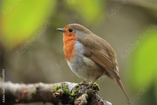 robin on a branch © GemmaLouise