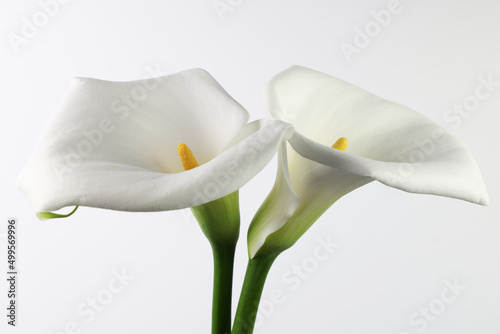 Calle recise. Still life dei fiori, isolati su fondo bianco.