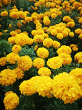 Beautiful Marigolds in the garden 2