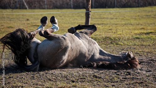 Slika na platnu Horse rolling and lying on the ground sand on a paddock