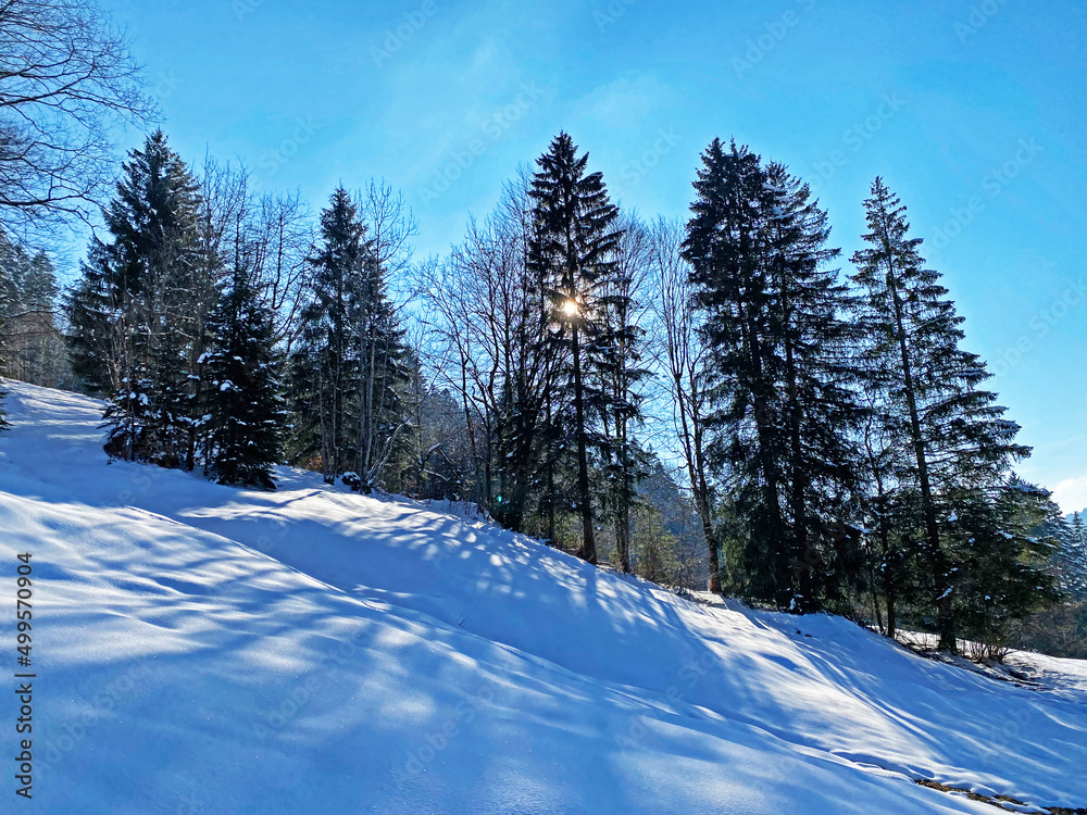 Fototapeta premium A magical play of sunlight and shadow during the alpine winter on the snowy slopes of the Churfirsten mountain range in the Obertoggenburg region, Nesslau - Switzerland / Schweiz
