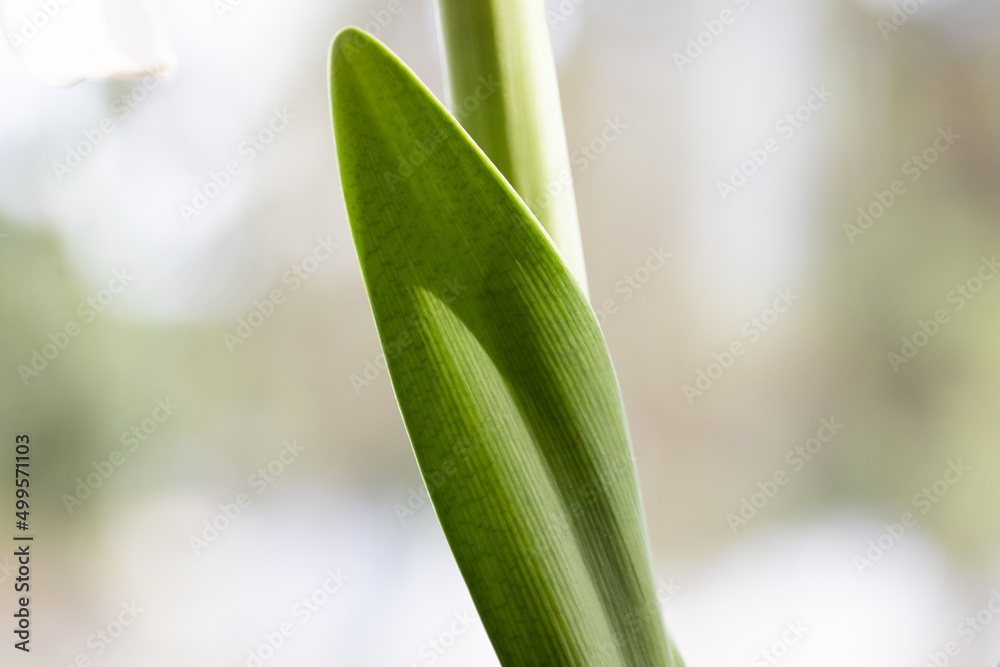 abstract green leaf detail nature and spa abstract green leaf detail nature and spa
