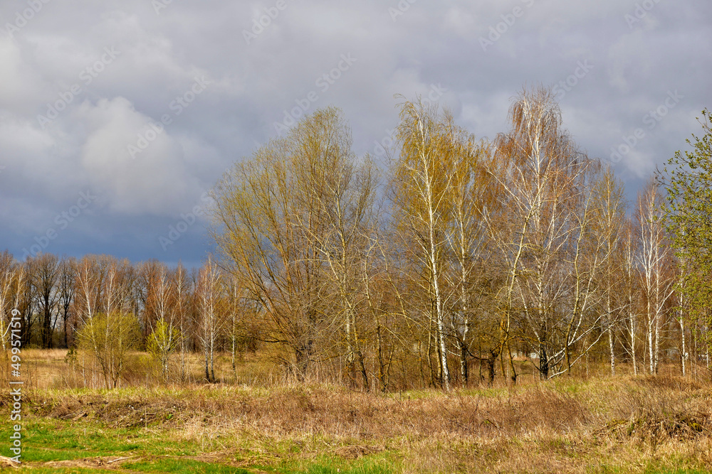 Group of trees in early spring and dark sky.