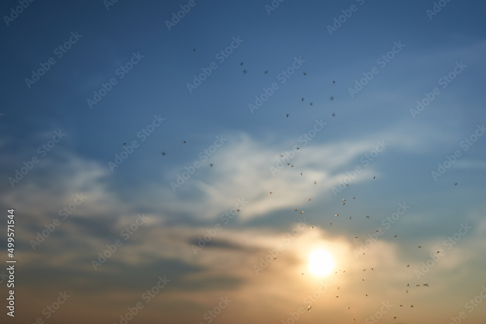 Black mosquitoes against blue sky in the evening. Yellow sun sets behind the little clouds. Insects in the air. Germany.