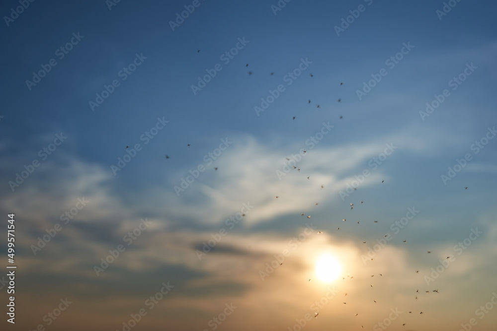 Black mosquitoes against blue sky in the evening. Yellow sun sets behind the little clouds. Insects in the air. Germany. Black mosquitoes against blue sky in the evening. Yellow sun sets behind the little clouds. Insects in the air. Germany.