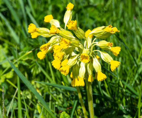 Cowslip, Primula veris, Primula officinalis, Primulaceae photo