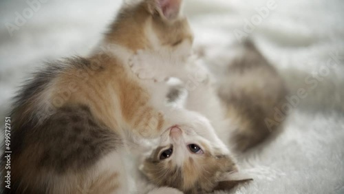 Cute baby cats fight over a toy.Two adorable little kittens argue over a yellow duck plush toy, they end up in a cute playful fight.